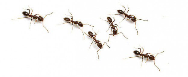 ants pests argentine ants isolated on white background